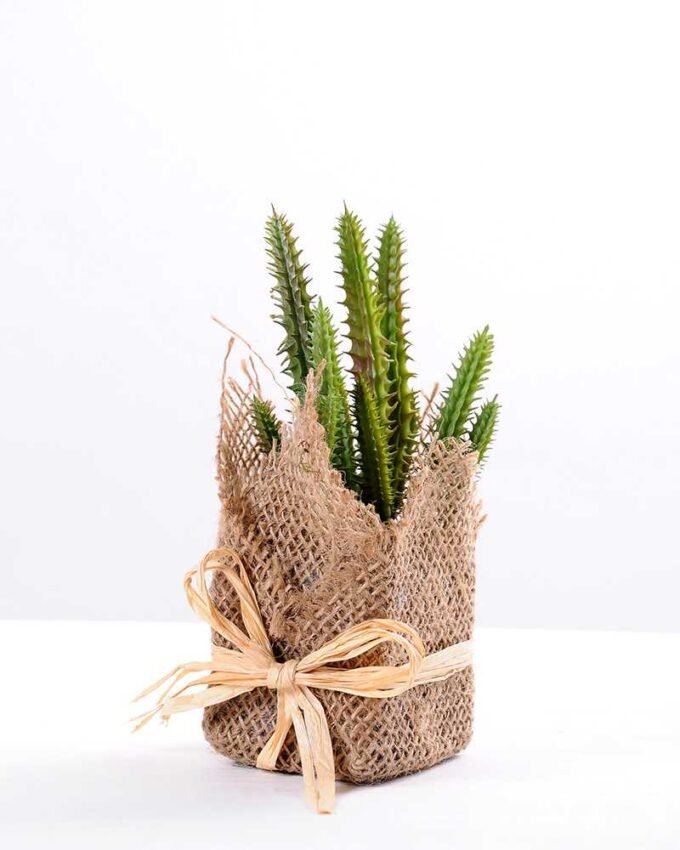 7*7*11cm Succulent plants in Burlap wrap GS-3030315