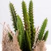 7*7*11cm Succulent plants in Burlap wrap GS-3030315