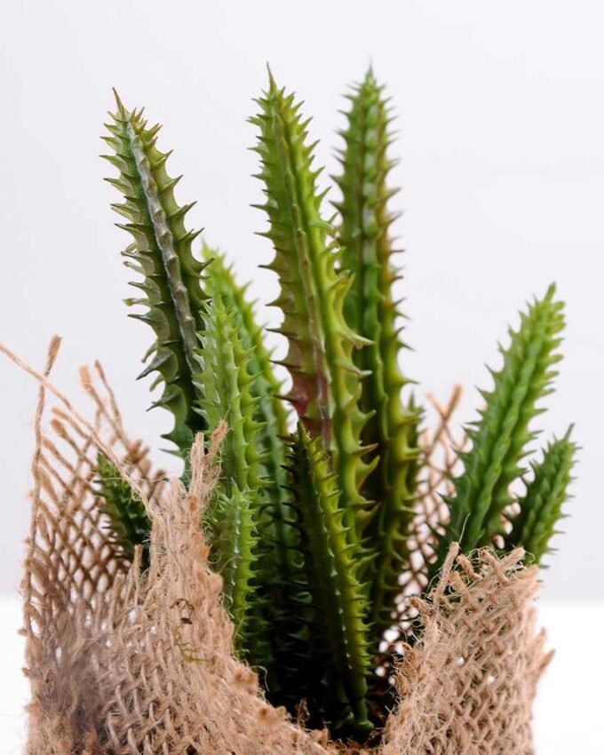 7*7*11cm Succulent plants in Burlap wrap GS-3030315