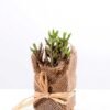 7*7*11cm Succulent plants in Burlap wrap GS-3030316