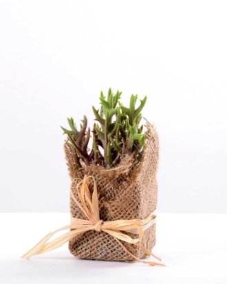 7*7*11cm Succulent plants in Burlap wrap GS-3030316