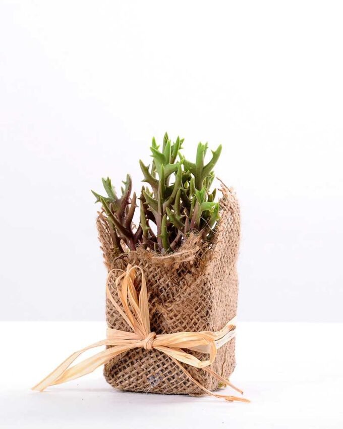 7*7*11cm Succulent plants in Burlap wrap GS-3030316