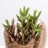 7*7*11cm Succulent plants in Burlap wrap GS-3030316