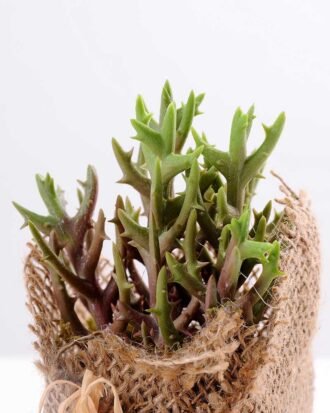 7*7*11cm Succulent plants in Burlap wrap GS-3030316