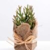 8*8*22CM Succulent plants in Burlap wrap GS-3030317