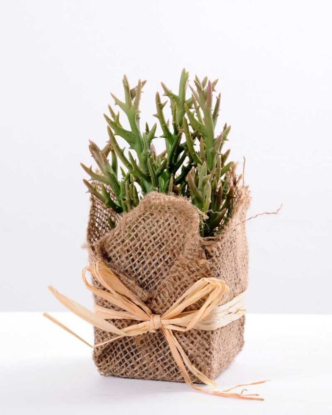 8*8*22CM Succulent plants in Burlap wrap GS-3030317