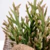 8*8*22CM Succulent plants in Burlap wrap GS-3030317