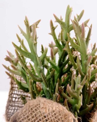 8*8*22CM Succulent plants in Burlap wrap GS-3030317