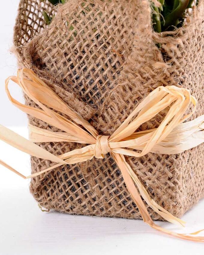 8*8*22CM Succulent plants in Burlap wrap GS-3030317