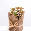 8*8*22CM Succulent plants in Burlap wrap GS-3030318