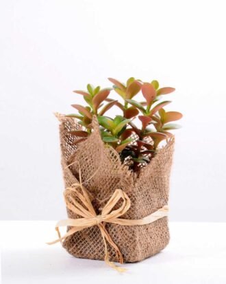 8*8*22CM Succulent plants in Burlap wrap GS-3030318