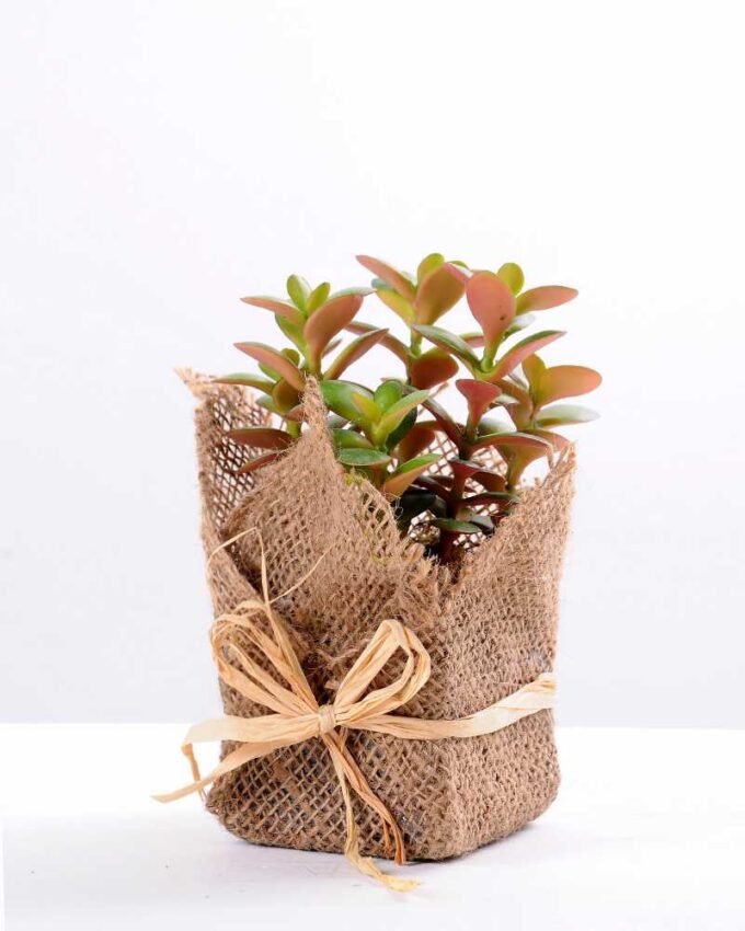 8*8*22CM Succulent plants in Burlap wrap GS-3030318