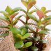 8*8*22CM Succulent plants in Burlap wrap GS-3030318