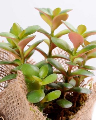 8*8*22CM Succulent plants in Burlap wrap GS-3030318