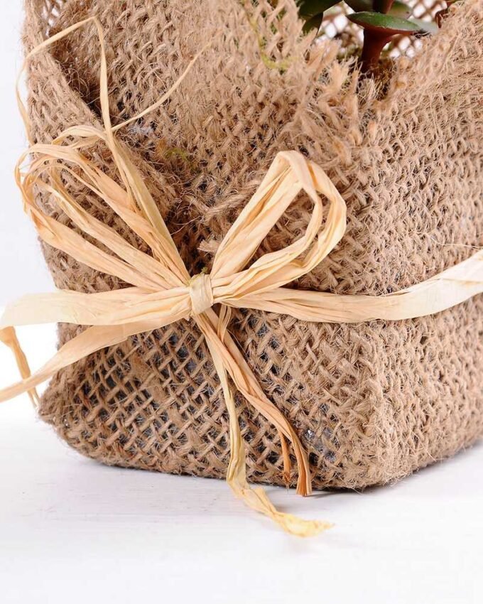 8*8*22CM Succulent plants in Burlap wrap GS-3030318
