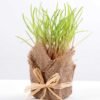 8*8*22CM Succulent plants in Burlap wrap GS-3030319
