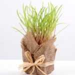 8*8*22CM Succulent plants in Burlap wrap GS-3030319
