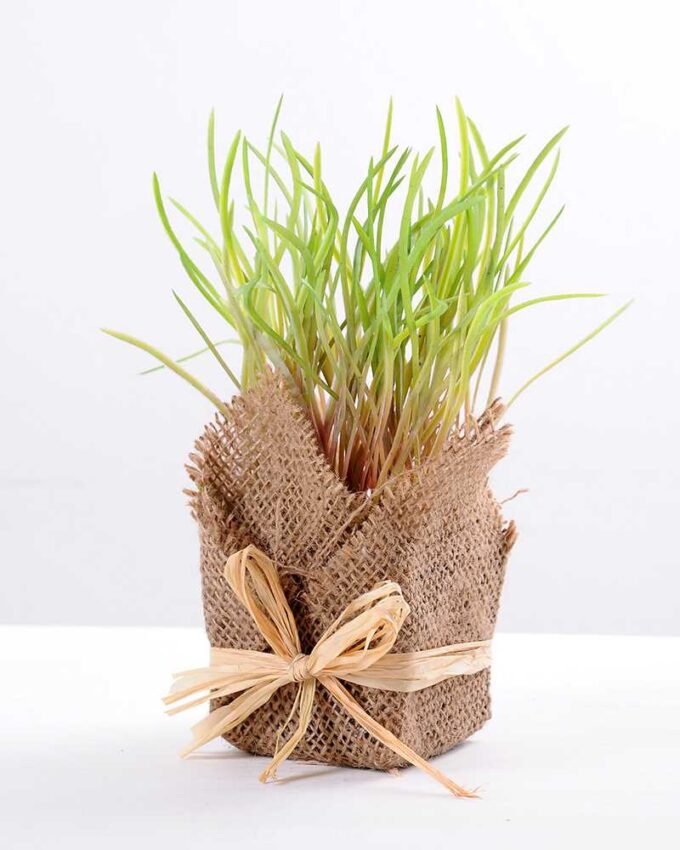 8*8*22CM Succulent plants in Burlap wrap GS-3030319