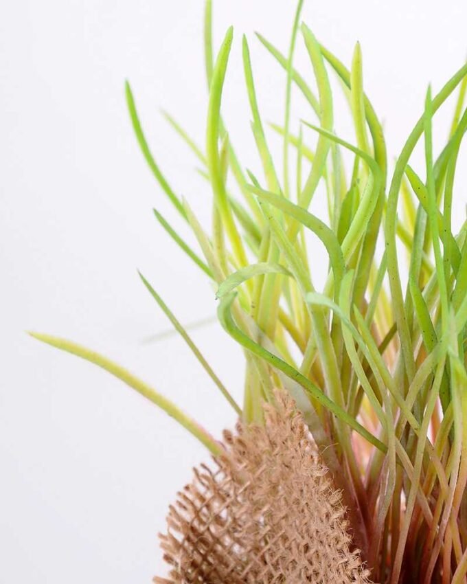 8*8*22CM Succulent plants in Burlap wrap GS-3030319