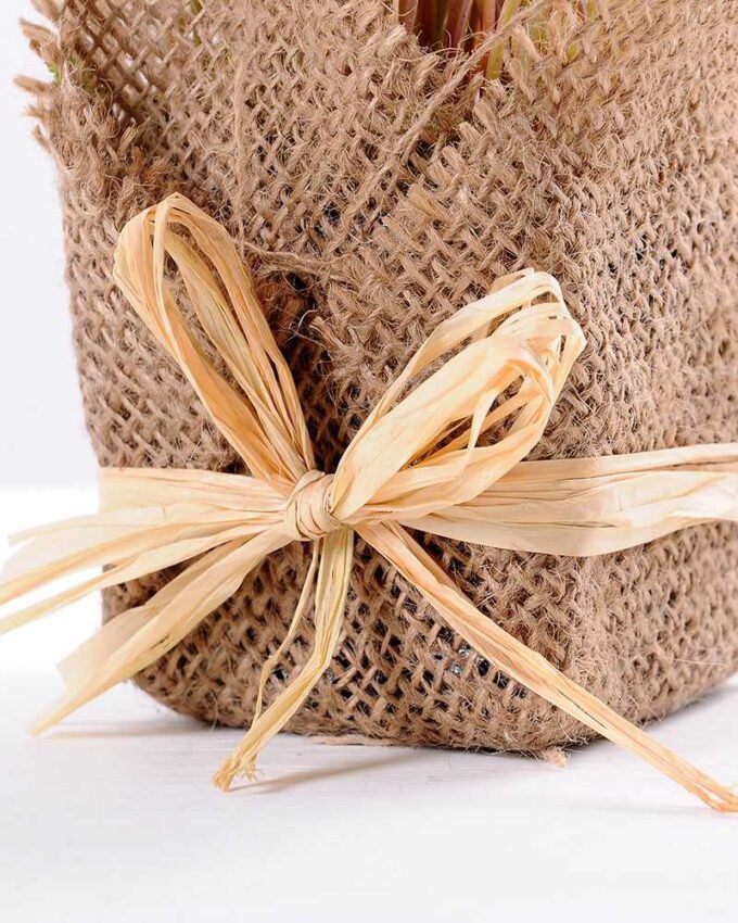 8*8*22CM Succulent plants in Burlap wrap GS-3030319