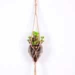 Succulent plants in round glass cup with flax rope: 48cm glass pot size : 8*8*9cm GS-3030320