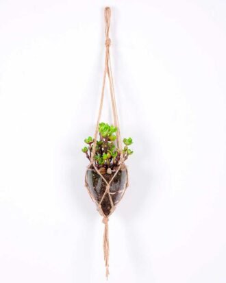 Succulent plants in round glass cup with flax rope: 48cm glass pot size : 8*8*9cm GS-3030320