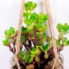 Succulent plants in round glass cup with flax rope: 48cm glass pot size : 8*8*9cm GS-3030320