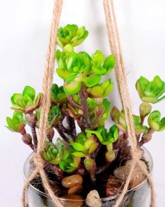 Succulent plants in round glass cup with flax rope: 48cm glass pot size : 8*8*9cm GS-3030320