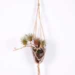 Succulent plants in round glass cup with flax rope: 48cm glass pot size : 8*8*9cm GS-3030321