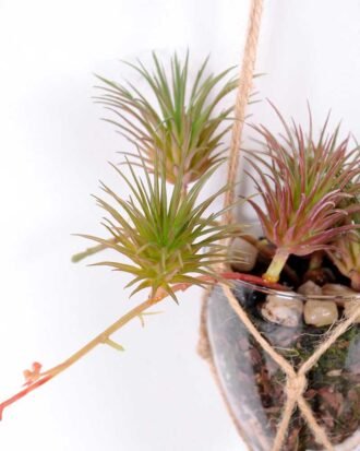 Succulent plants in round glass cup with flax rope: 48cm glass pot size : 8*8*9cm GS-3030321 Succulent YeahFlower is one of Chinese leading OEM manufacturers and exporters , supplying the silk flowers, wholesale artificial trees Succulent plants in round glass cup with flax rope: 48cm glass pot size : 8*8*9cm GS-3030321