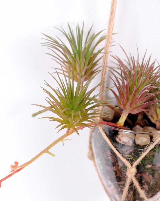 Succulent plants in round glass cup with flax rope: 48cm glass pot size : 8*8*9cm GS-3030321