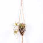 Succulent plants in round glass cup with flax rope: 48cm glass pot size : 8*8*9cm GS-3030322