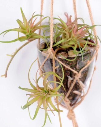 Succulent plants in round glass cup with flax rope: 48cm glass pot size : 8*8*9cm GS-3030322