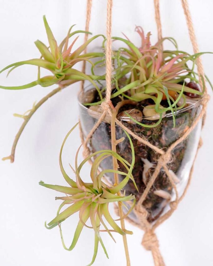 Succulent plants in round glass cup with flax rope: 48cm glass pot size : 8*8*9cm GS-3030322