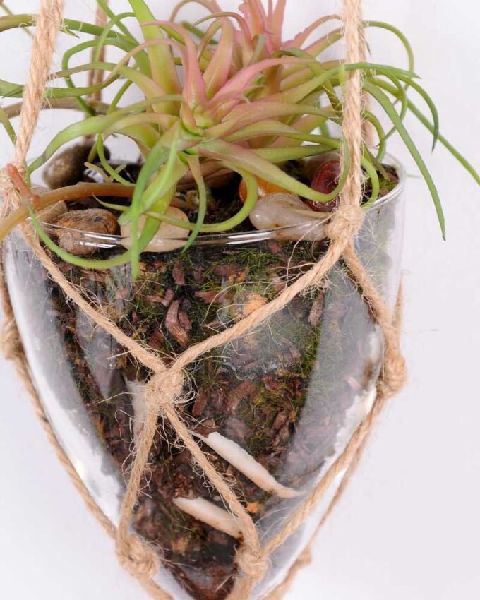 Succulent plants in round glass cup with flax rope: 48cm glass pot size : 8*8*9cm GS-3030322