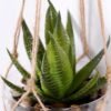 Succulent plants in round glass cup with flax rope: 64cm glass pot size : 10*10*12cm GS-3030323