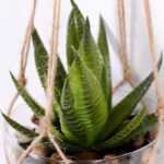 Succulent plants in round glass cup with flax rope: 64cm glass pot size : 10*10*12cm GS-3030323