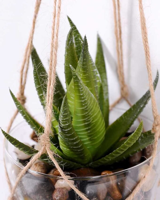 Succulent plants in round glass cup with flax rope: 64cm glass pot size : 10*10*12cm GS-3030323