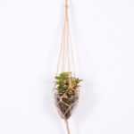 Succulent plants in round glass cup with flax rope: 64cm glass pot size : 10*10*12cm GS-3030325