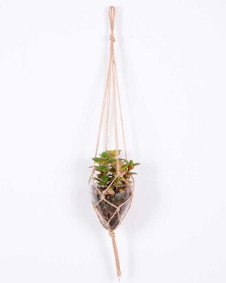 Succulent plants in round glass cup with flax rope: 64cm glass pot size : 10*10*12cm GS-3030325