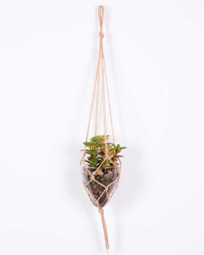 Succulent plants in round glass cup with flax rope: 64cm glass pot size : 10*10*12cm GS-3030325