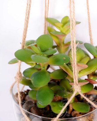 Succulent plants in round glass cup with flax rope: 64cm glass pot size : 10*10*12cm GS-3030325