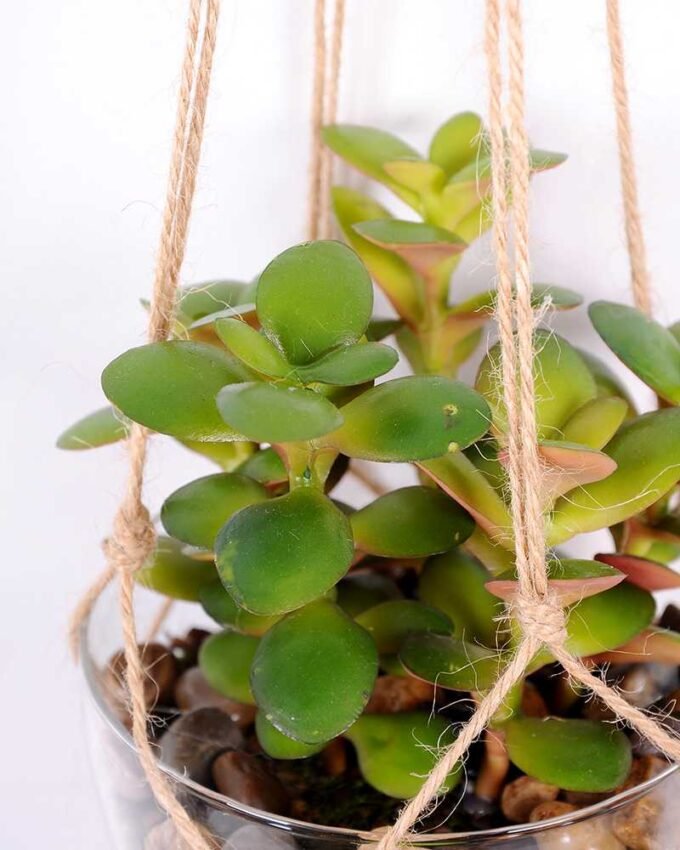 Succulent plants in round glass cup with flax rope: 64cm glass pot size : 10*10*12cm GS-3030325
