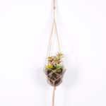 Succulent plants in round glass cup with flax rope: 72cm glass pot size : 11*11*13cm GS-3030327