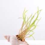 10*7CM Succulent plants in shell GS-3030329