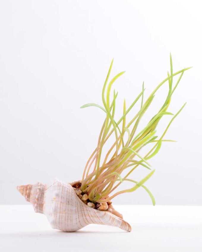 10*7CM Succulent plants in shell GS-3030329