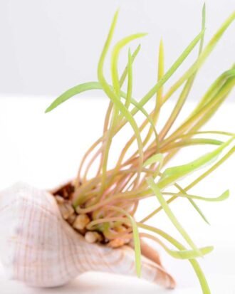 10*7CM Succulent plants in shell GS-3030329 Succulent YeahFlower is one of Chinese leading OEM manufacturers and exporters , supplying the silk flowers, wholesale artificial trees 10*7CM Succulent plants in shell GS-3030329