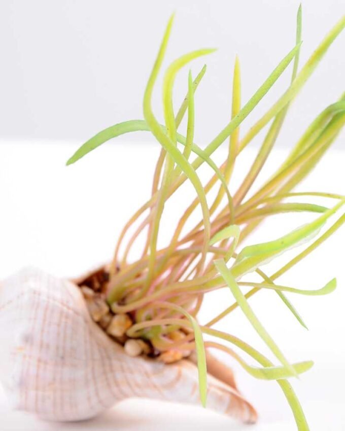 10*7CM Succulent plants in shell GS-3030329