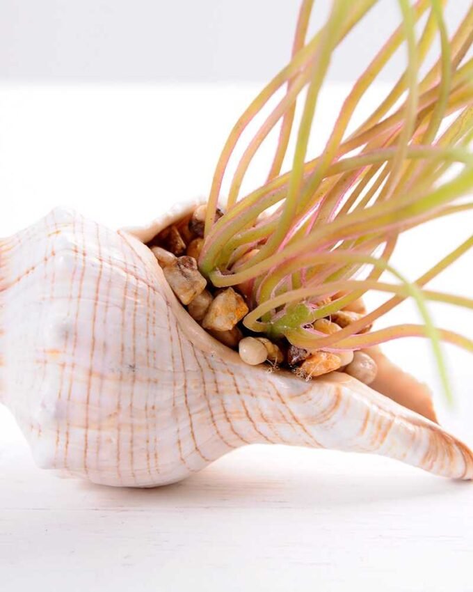 10*7CM Succulent plants in shell GS-3030329