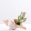10*7CM Succulent plants in shell GS-3030330